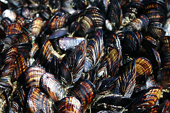 californiamussels