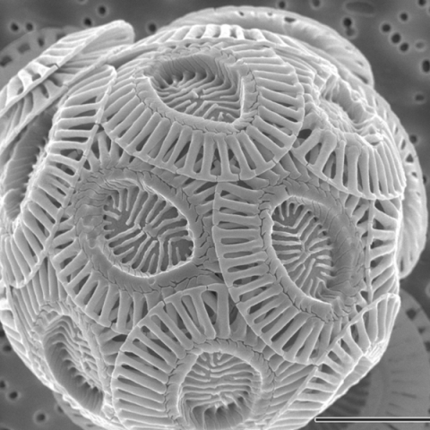 coccolithophore