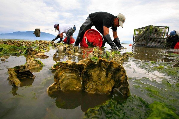 [20080713 (Bulldog/A18) -- PROBLEMS AHEAD: During low tide, workers Jorge Palma, left, and Ricardo Gonzalez Bernal harvest oysters in Samish Bay. Because of the bacterial outbreak, future crops will not be as large. -- PHOTOGRAPHER: Photographs by Liz O. Baylen  Los Angeles Times Photographs by 20080713 (LA/A22) -- GRIM OUTLOOK: During low tide, workers Jorge Palma, left, and Ricardo Gonzalez Bernal harvest oysters in Samish Bay. Because of the bacterial outbreak, future crops will not be as large. -- PHOTOGRAPHER: Photographs by Liz O. Baylen  Los Angeles Times Photographs by] *** [During low tide, (left) Jorge Palma, 40, and Ricardo Gonzalez Bernal, 22, of Taylor Shellfish Farms, harvest oysters in Samish Bay in Washington on June 21, 2008. Bill Dewey, a manager at Taylor Shellfish Farms, said: "We don't have seed to replant these crops you see today." ( Liz O. Baylen / Los Angeles Times )]