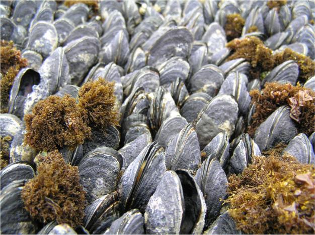 mussels