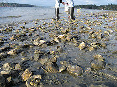 oystersws