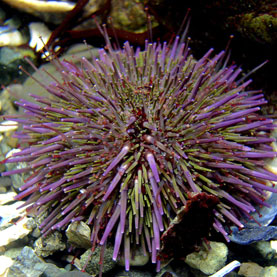 urchin