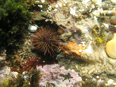 urchins